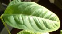 Etrog leaf